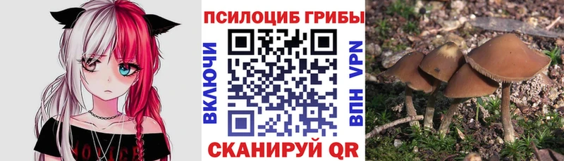 наркошоп  Тарко-Сале  Псилоцибиновые грибы Psilocybe 